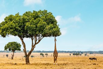 Giraffe im Nationalpark von Masai Mara in Kenia