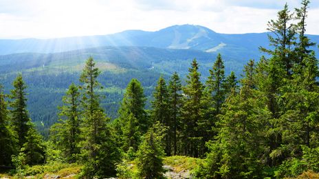 Bayerischer Wald
