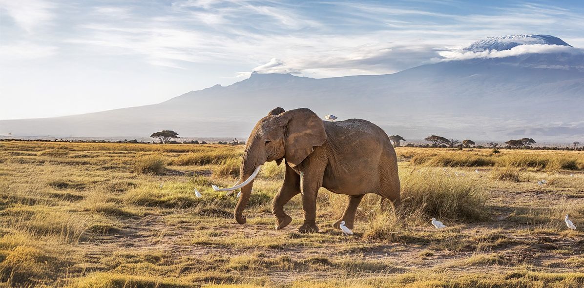 Elefant im Amboseli Nationalpark in Kenia