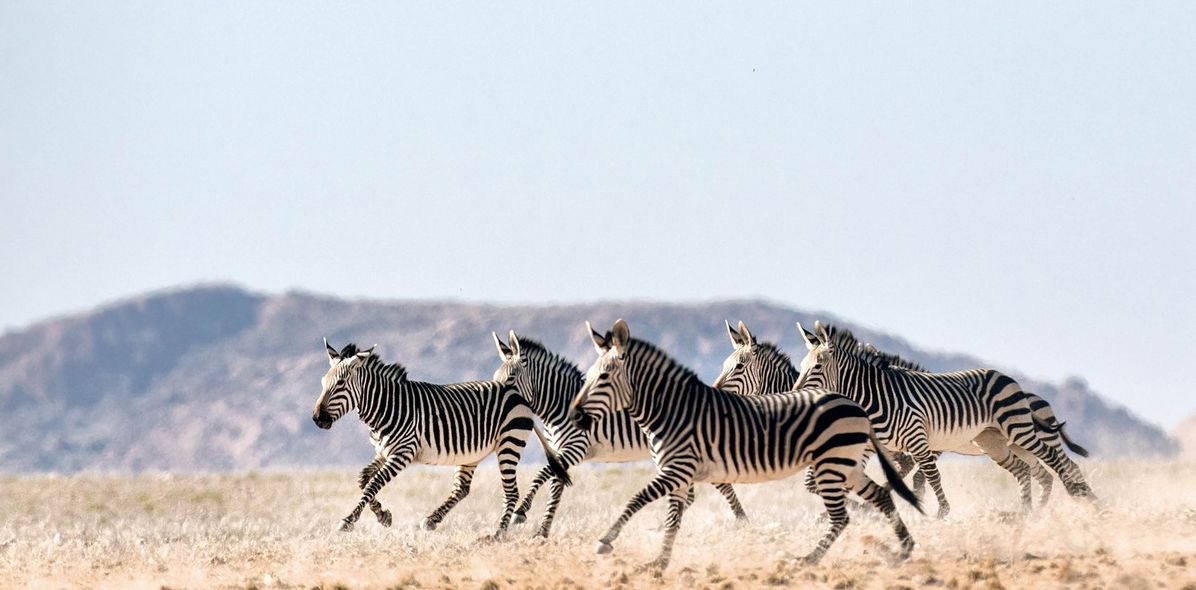 Zebras laufen durch Steppe in Namibia