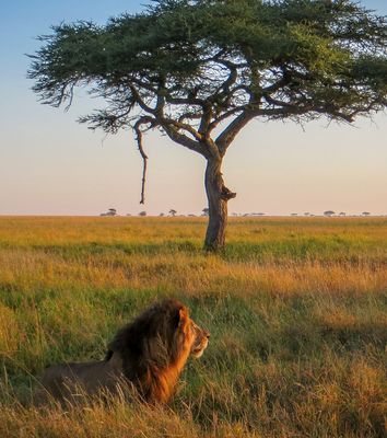 Löwe vor Baum im Serengeti Nationalpark