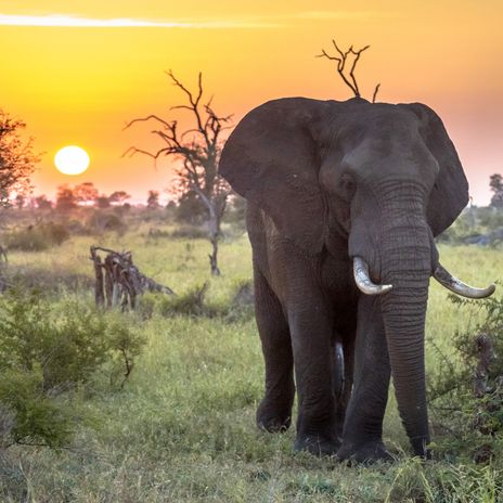 Elefant bei Sonnenuntergang