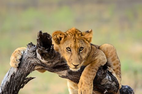 Ein Löwe im Etosha-Nationalpark