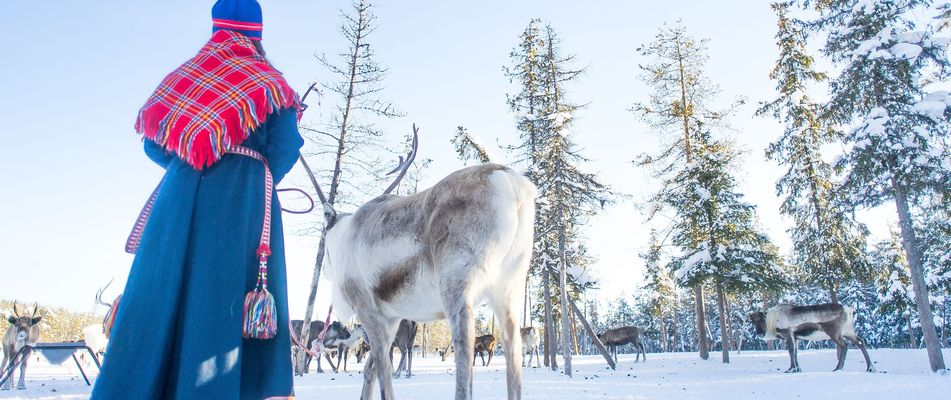 Elch in Schweden im Winter