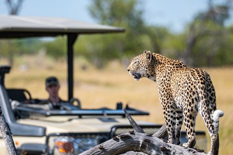 Leopard in Botswana