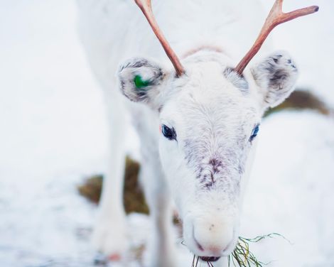 Kreuzfahrt mit MS Hamburg ab/an Kiel oder ab/an Hamburg-2