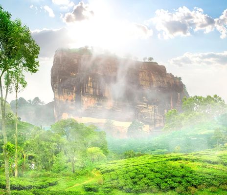 Sigiriya Löwenfelsen und Teeplantage
