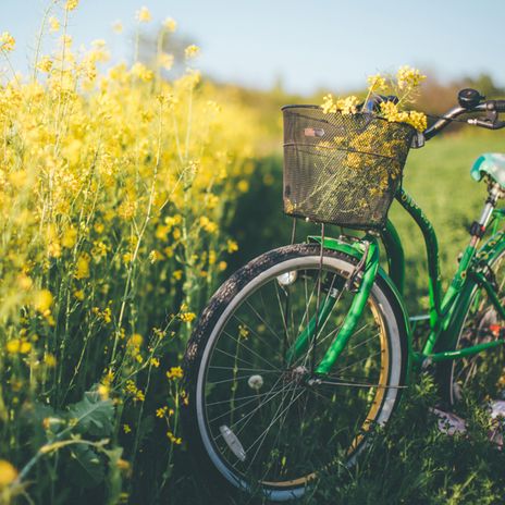 Fahrrad vor einem Rapsfeld