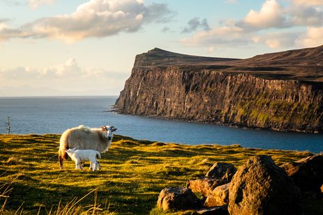 Schafe auf  der Isle of Skye