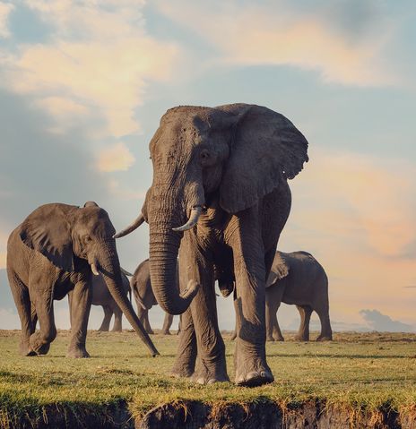 Elefantengruppe Botswana
