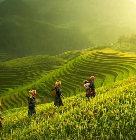 Gruppe von Menschen in den Reisfeldern von Vietnam