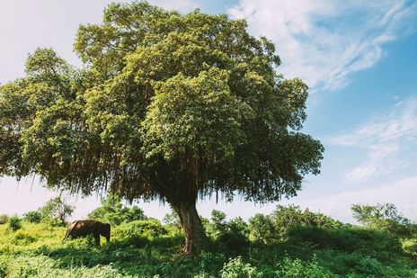 Weite Landschaft im Udawalawe-Nationalpark, bekannt für seine große Elefantenpopulation