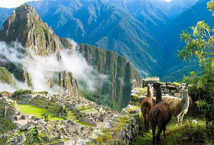 Alpaka steht am Machu Picchu in Peru 