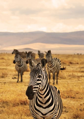 Zebras in Tansania