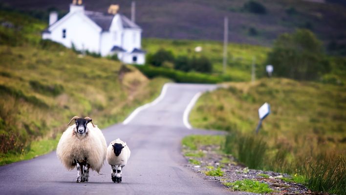 Schafe auf einer Straße in Schottland