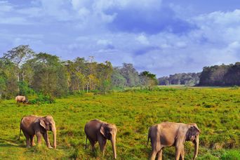 Elefanten im Chitwan Nationalpark