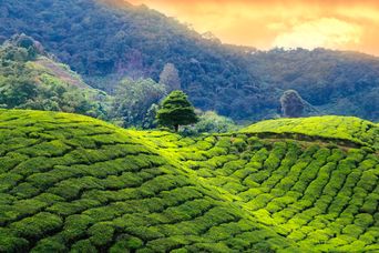 Teeplantage Indien