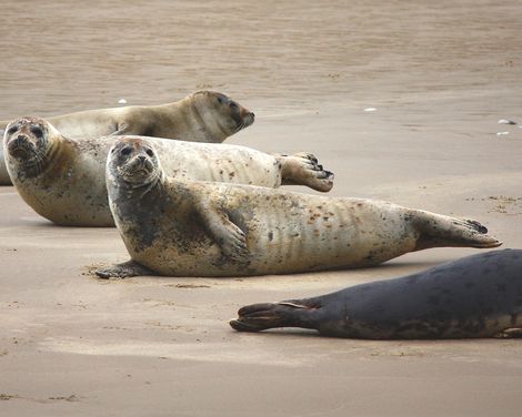 Sail & Bike mit Wapen fan Fryslân ab/an Enkhuizen-1