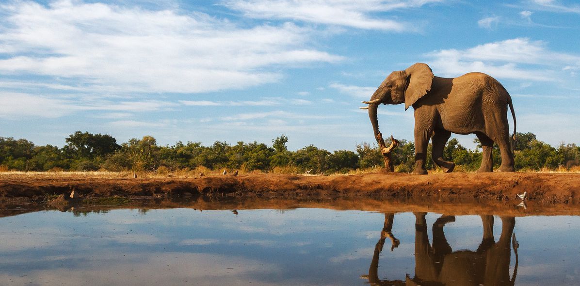 Elefant in der Steppe von Botswana