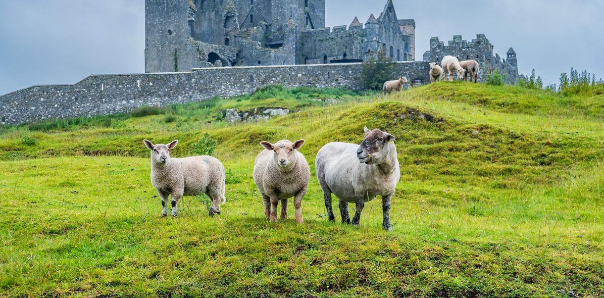 Schafe vor dem Rock of Cashel in Irland