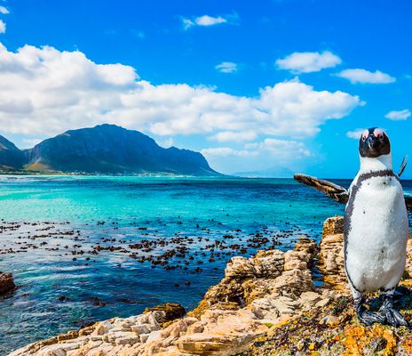 Ein afrikanischer Pinguin steht an einer Felsküste bei Simon’s Town vor türkisblauem Meer und Bergen