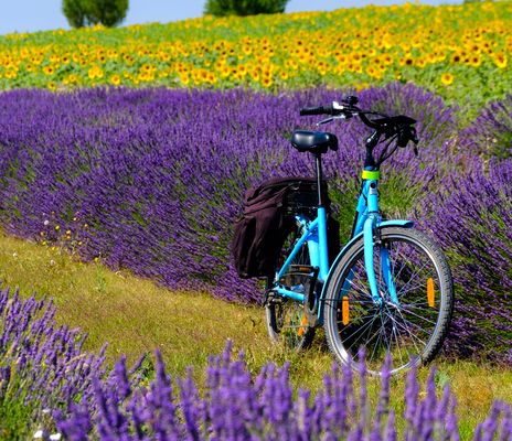 Fahrrad steht am Rand eines Lavendelfelds in der Provence bei sonnigem Wetter