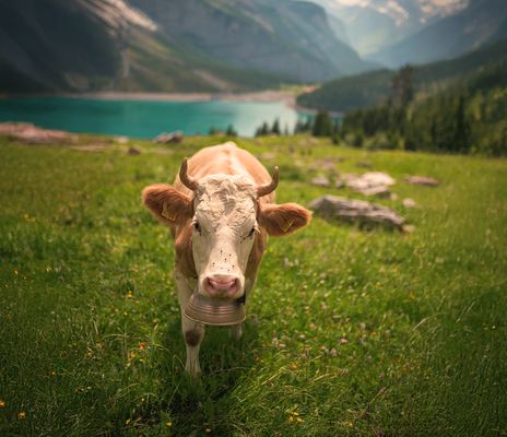 Kuh auf einer Bergweide mitten in einer Bergkulisse im Hintergrund ein Bergsee 
