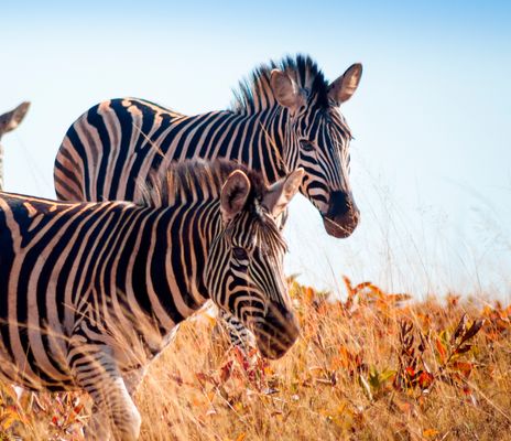 Zebras in der Wildnis