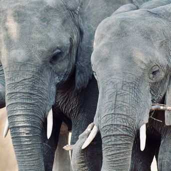 Elefanten in Namibia 