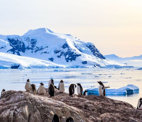 Pinguine in Südamerika