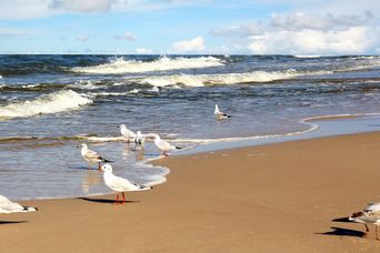 Möwen am Ostsee-Strand