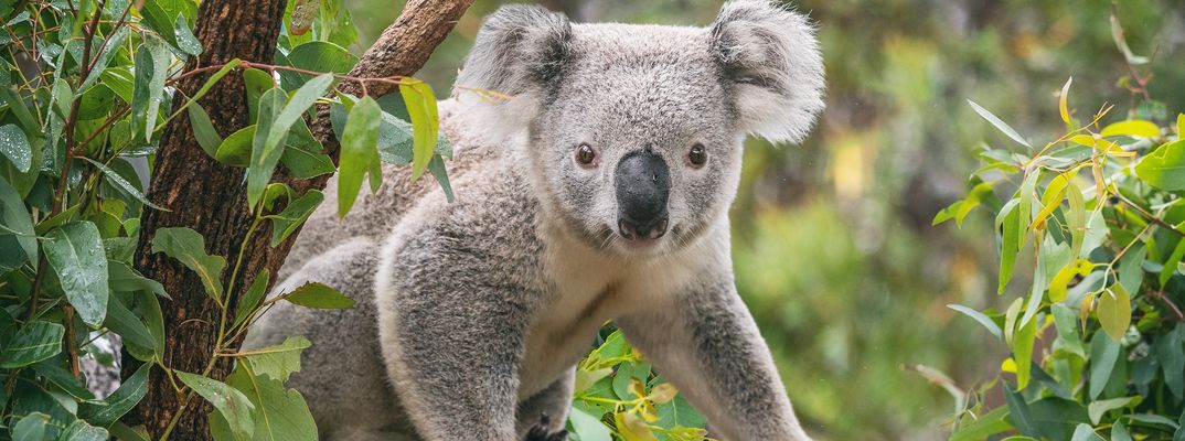 Koala in Australien