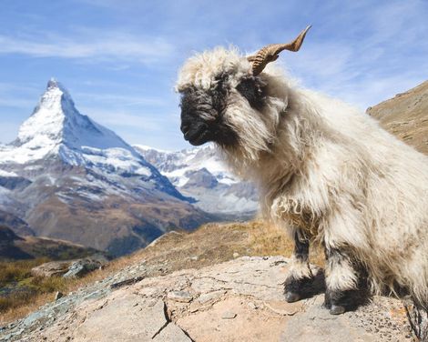 Zugabenteuer durch die Alpen-2