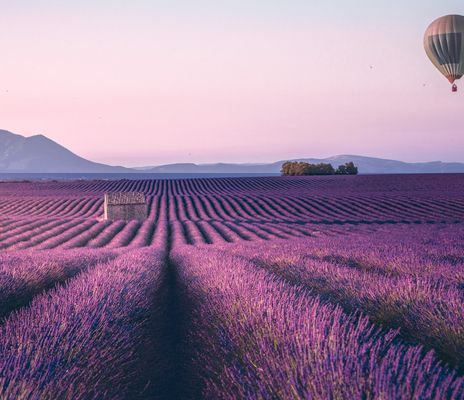 Lavendel in der Provence