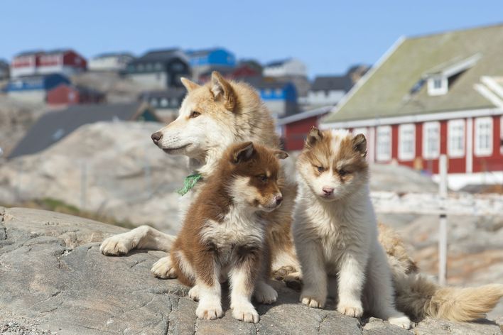 Schlittenhunde in Grönland