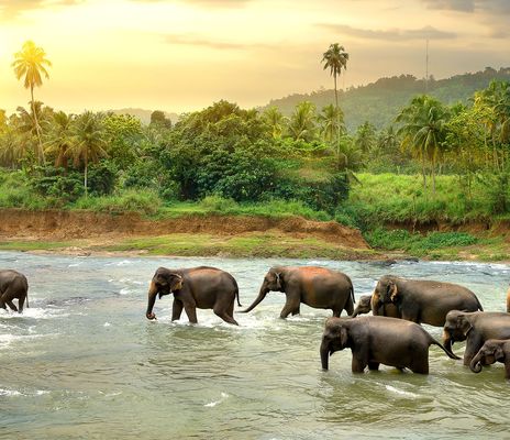 Elefanten im Fluss in Sri Lanka