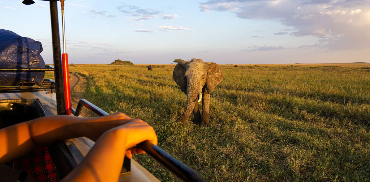 Elefant wird auf einer Safari beobachtet