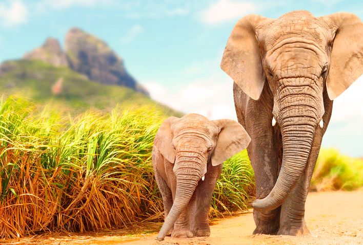 Elefantenfamilie in Kenia