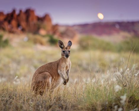Kreuzfahrt mit der Voyager of the Seas ab/an Brisbane inkl. Rundreise von Sydney bis Brisbane-1