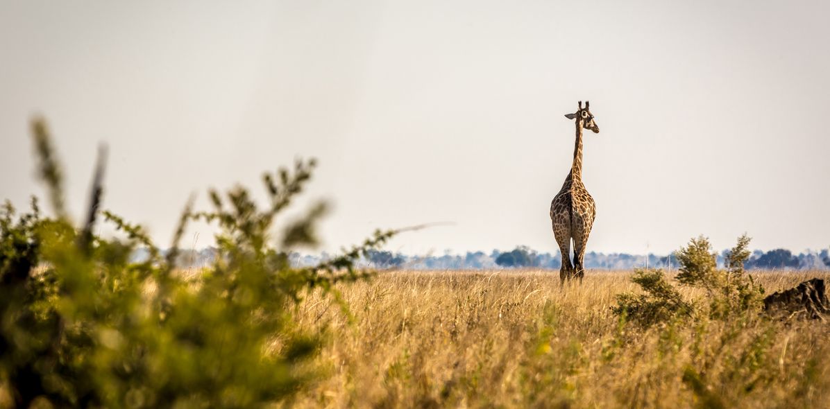 Giraffe in Steppe
