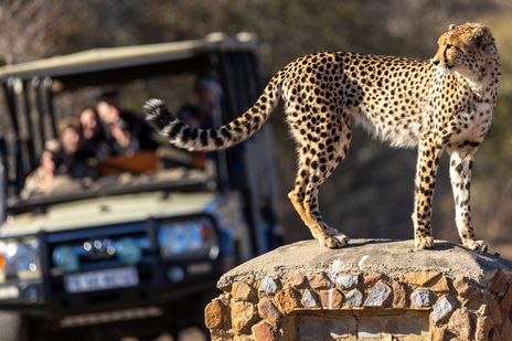 Gepard Safari