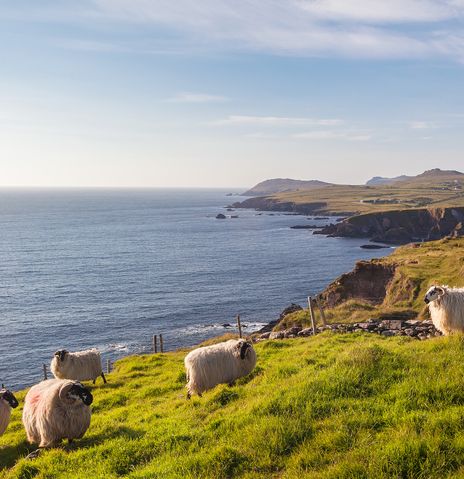 Blick auf Küste mit Schafen