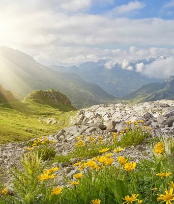 Blick auf die Tiroler Alpen und eine Wiese mit Blumen