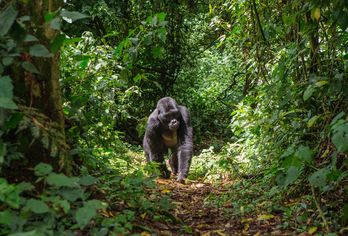 Uganda