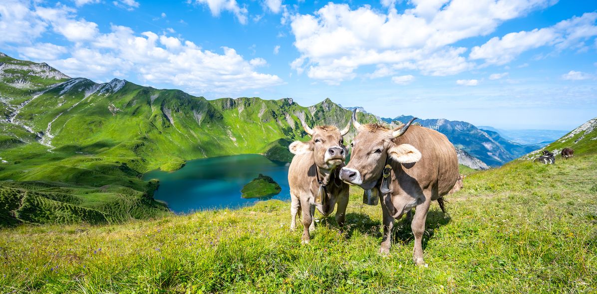 Kühe auf einer Bergwiese in Bayern