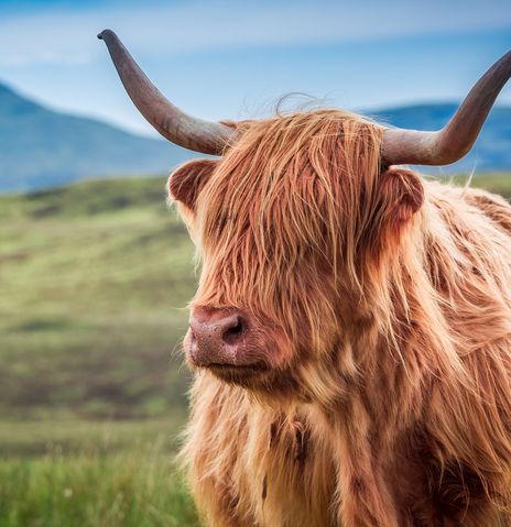 Hochlandrind in Schottland