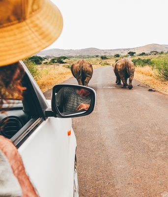 Nahaufnahme von einer Frau  mit Safari-Kleidung, die sich aus einem Autofenster lehnt und Nashörner auf einer Safari beobachtet