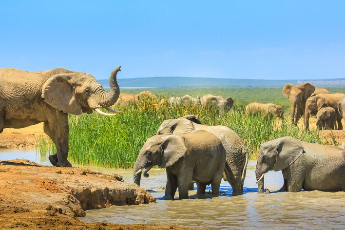 Eine Gruppe von Elefanten im Addo Elephant Park