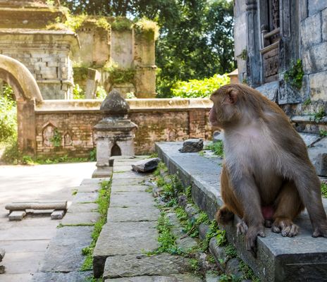Blick auf einen Affen auf historischem Tempelgelände in Kathmandu