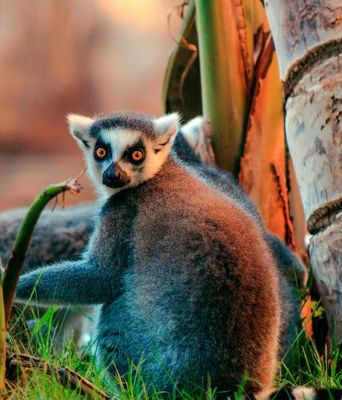 Madagaskar